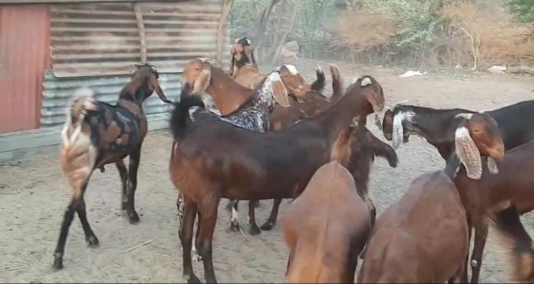 bakra image