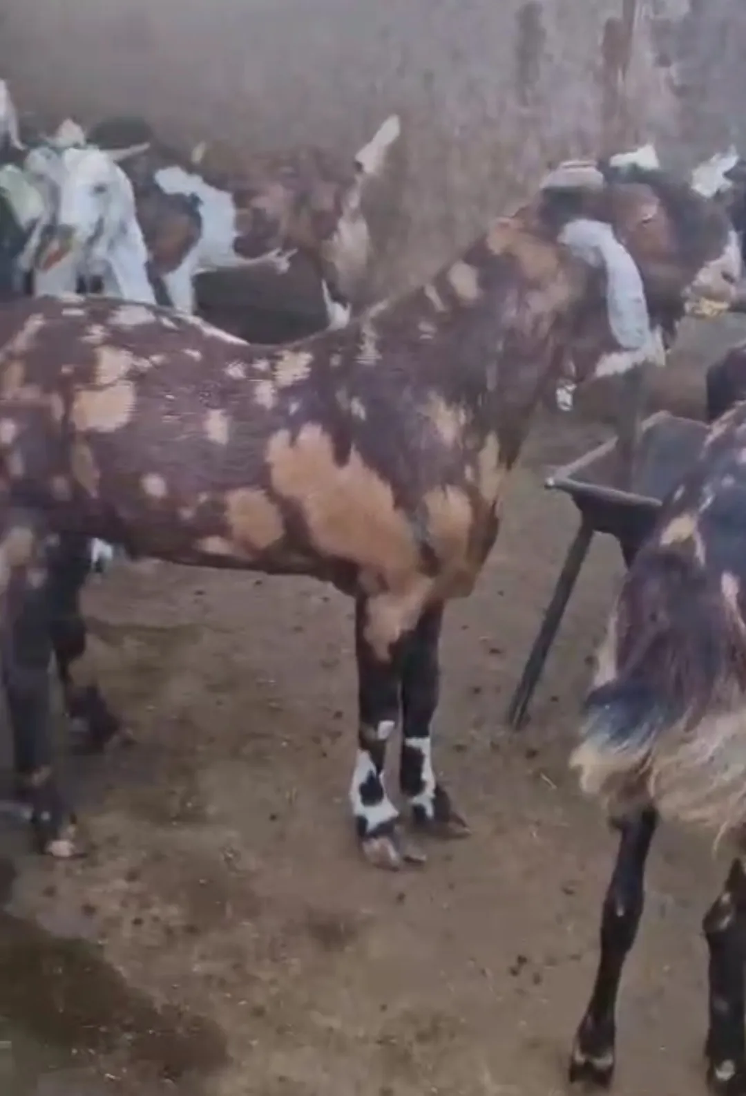 bakra image