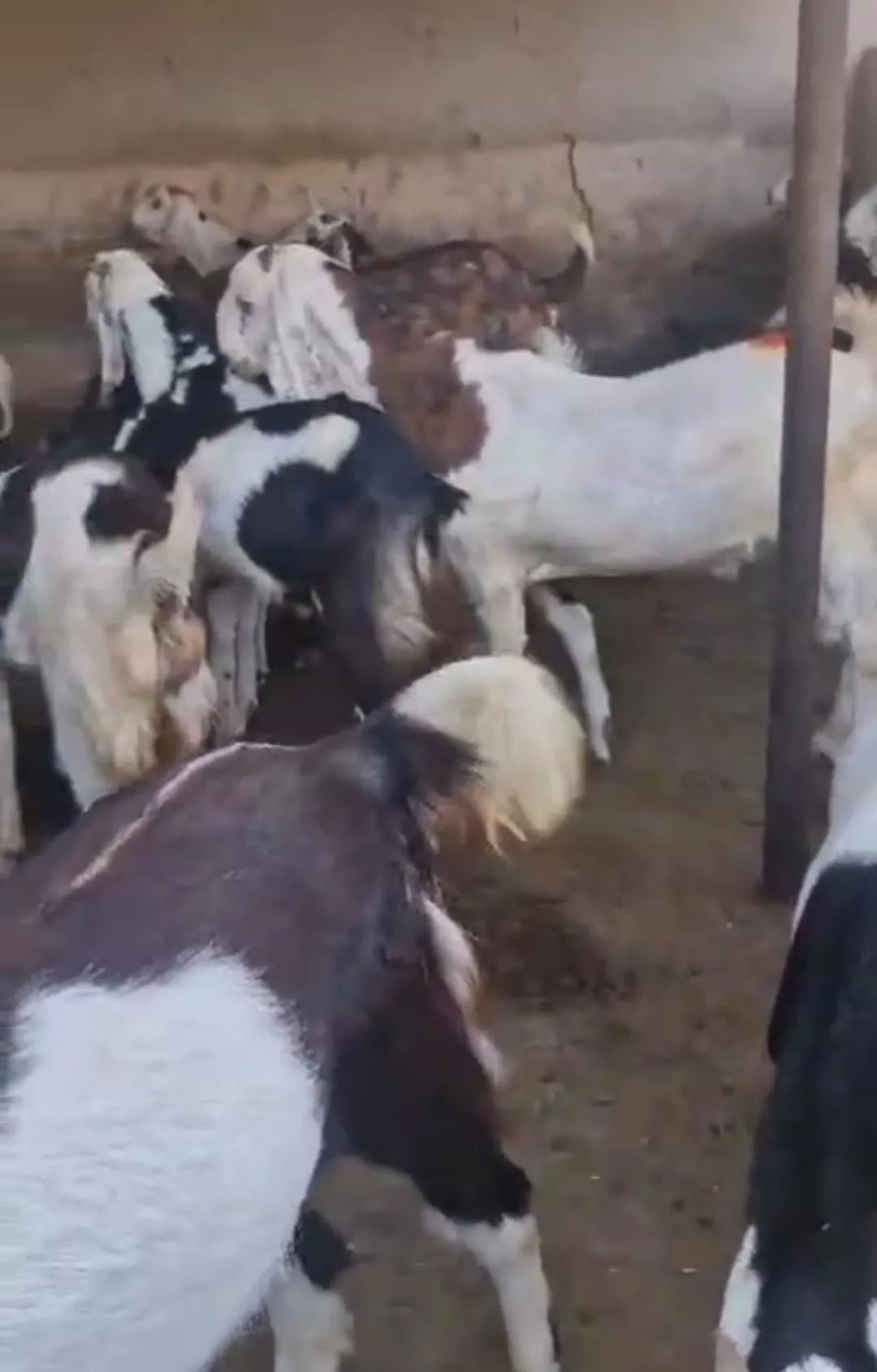 bakra image