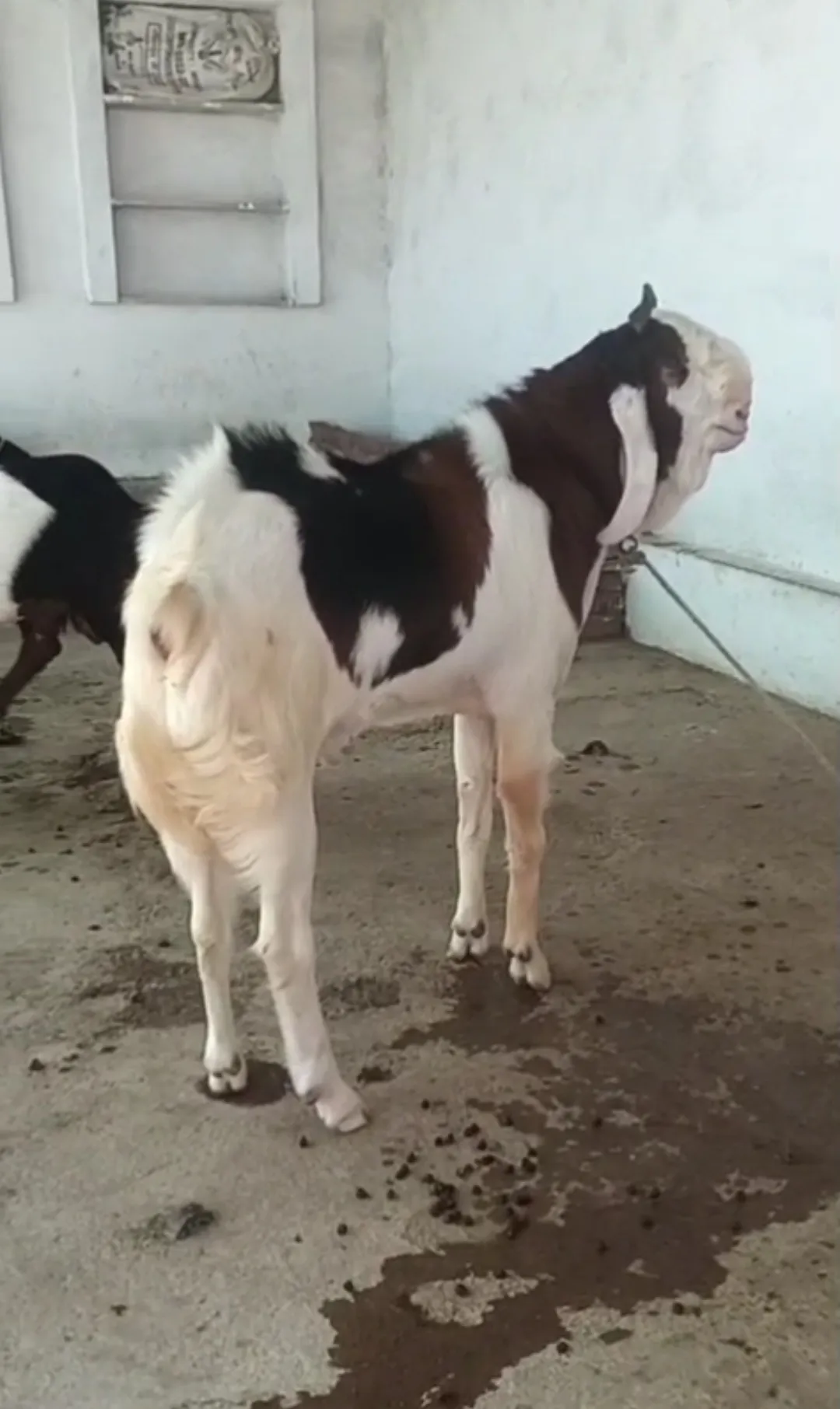 bakra image