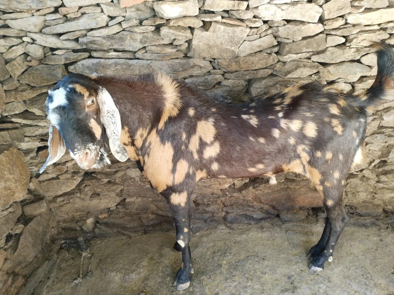 bakra image