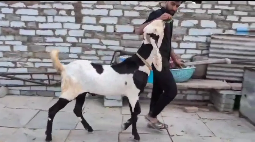 bakra image