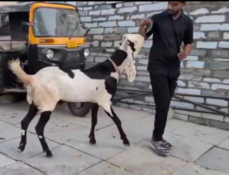 bakra image