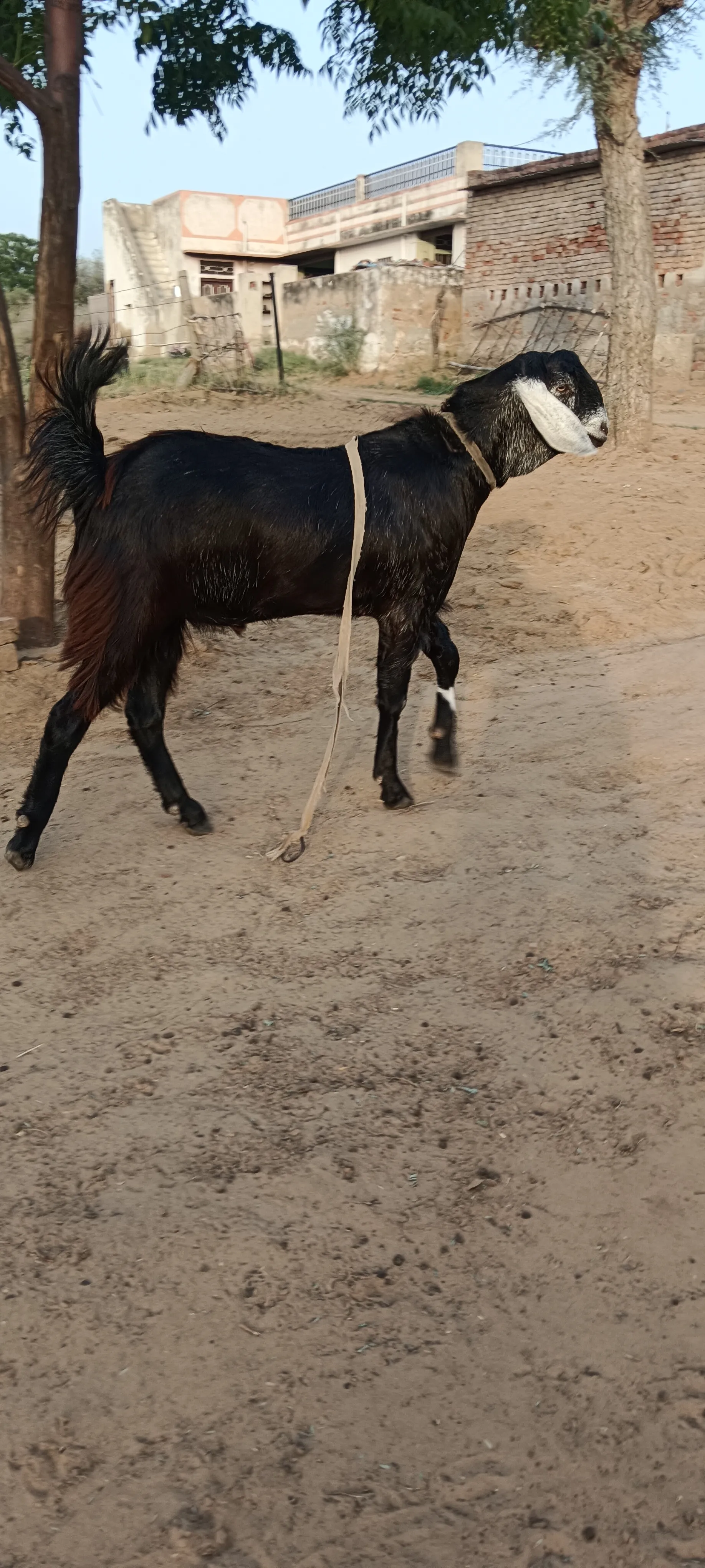 bakra image