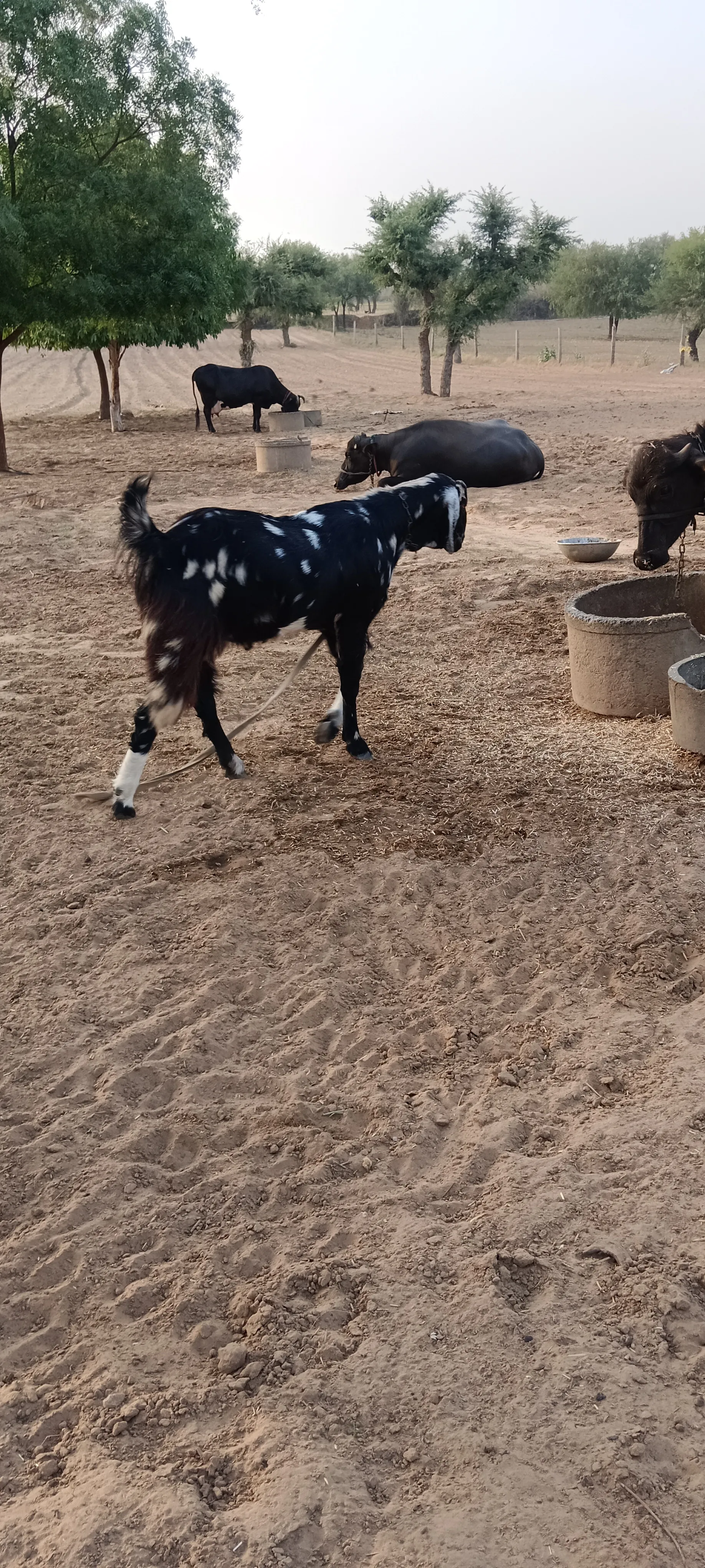 bakra image