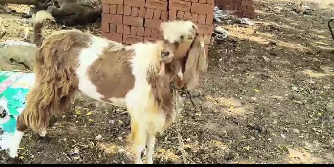 bakra image