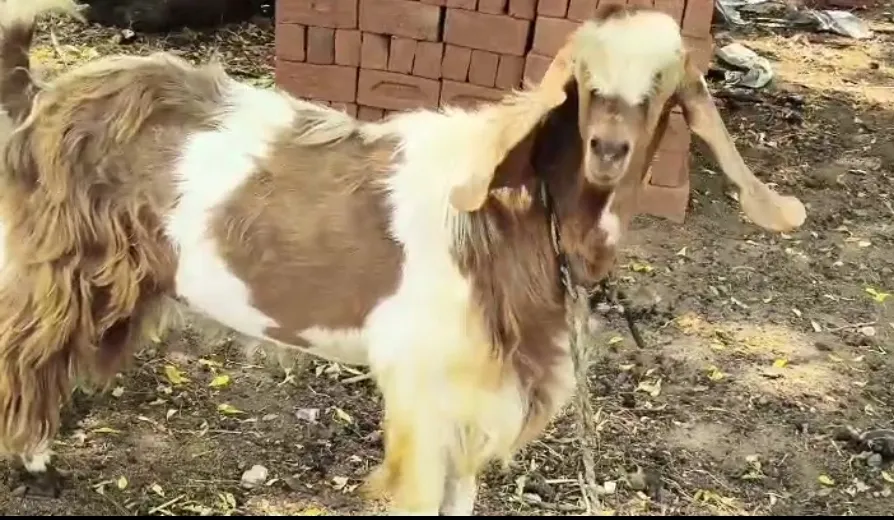 bakra image