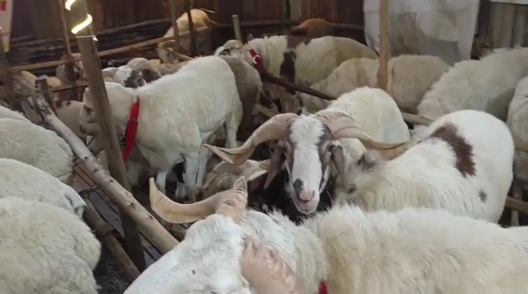 bakra image