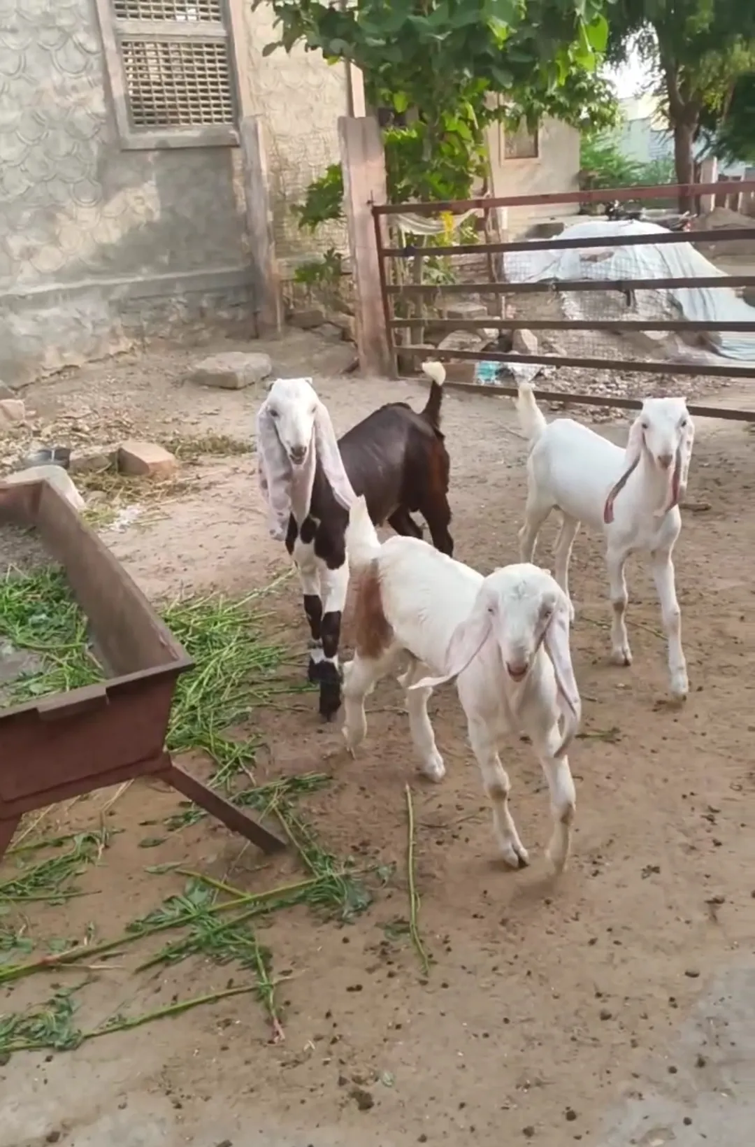 bakra image