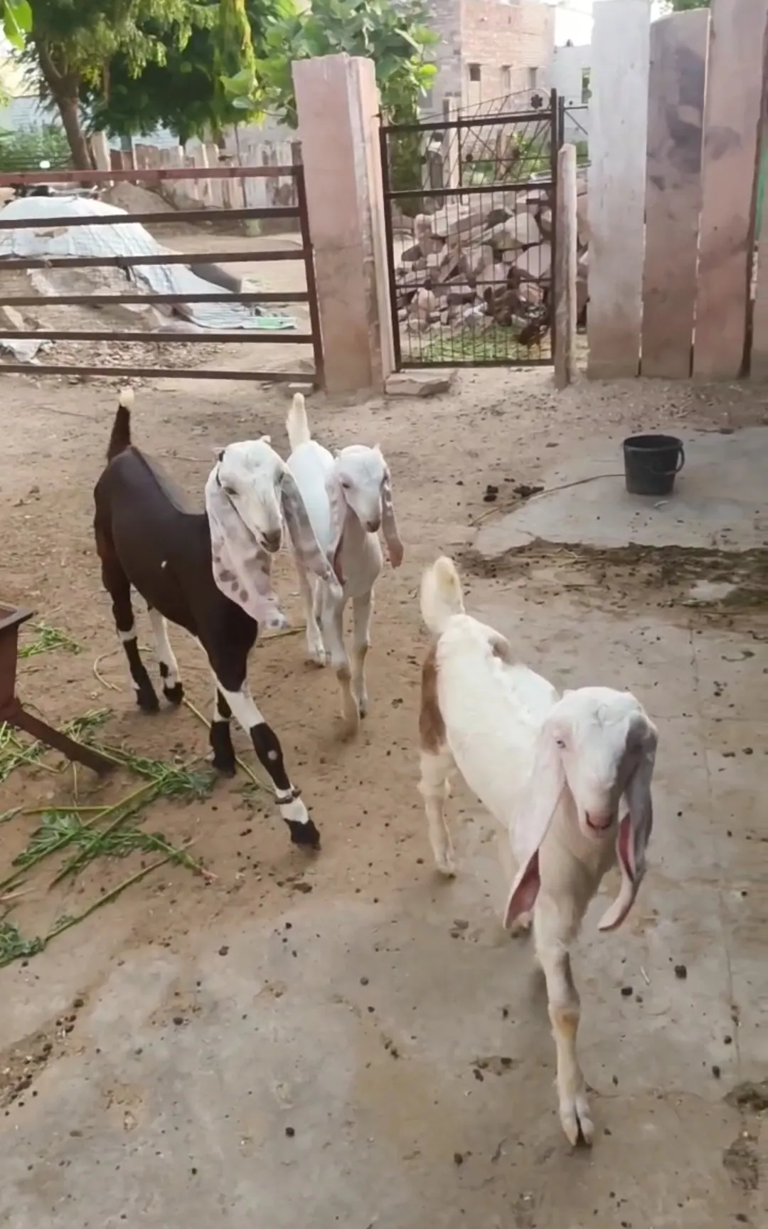 bakra image