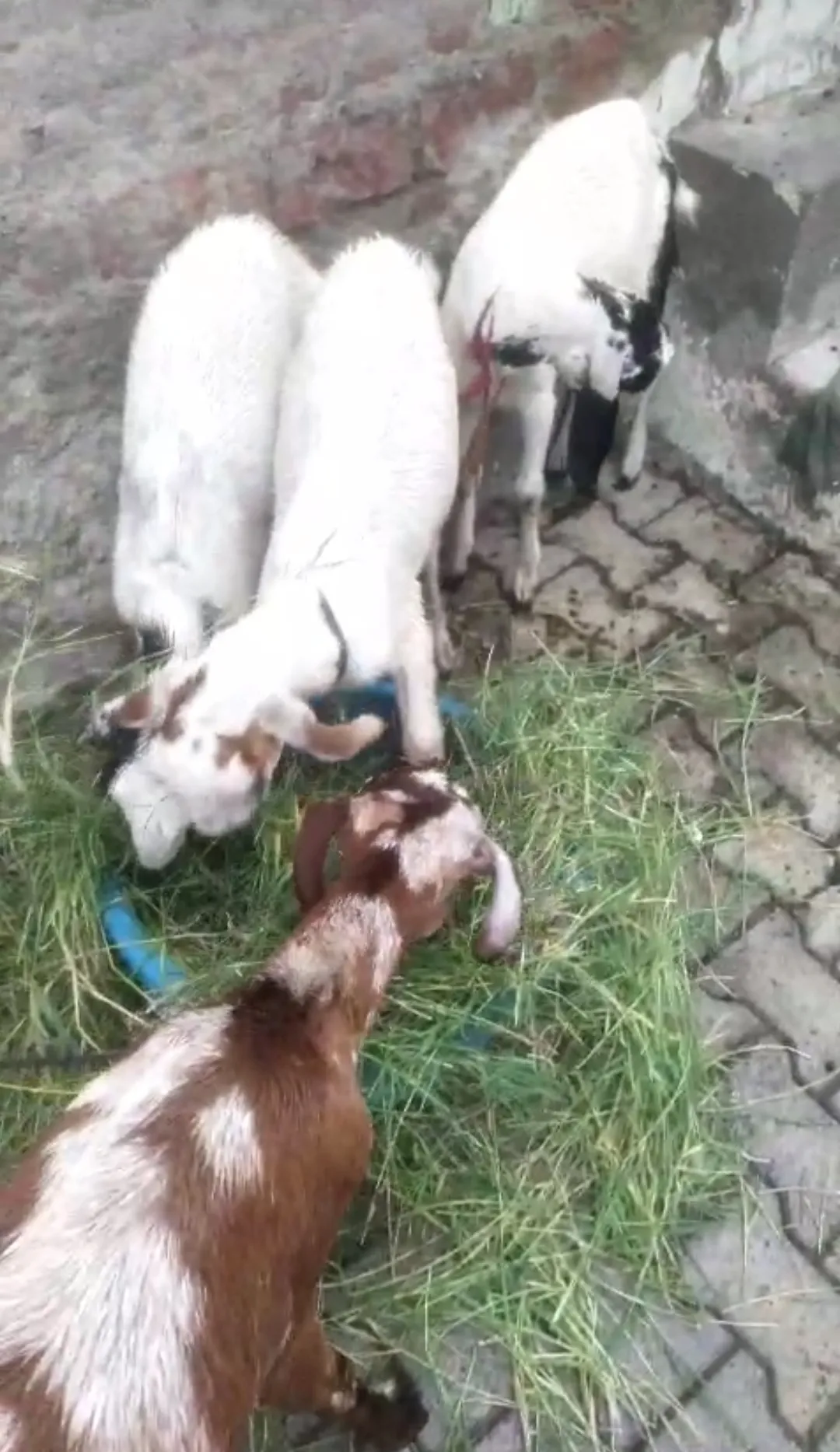 bakra image