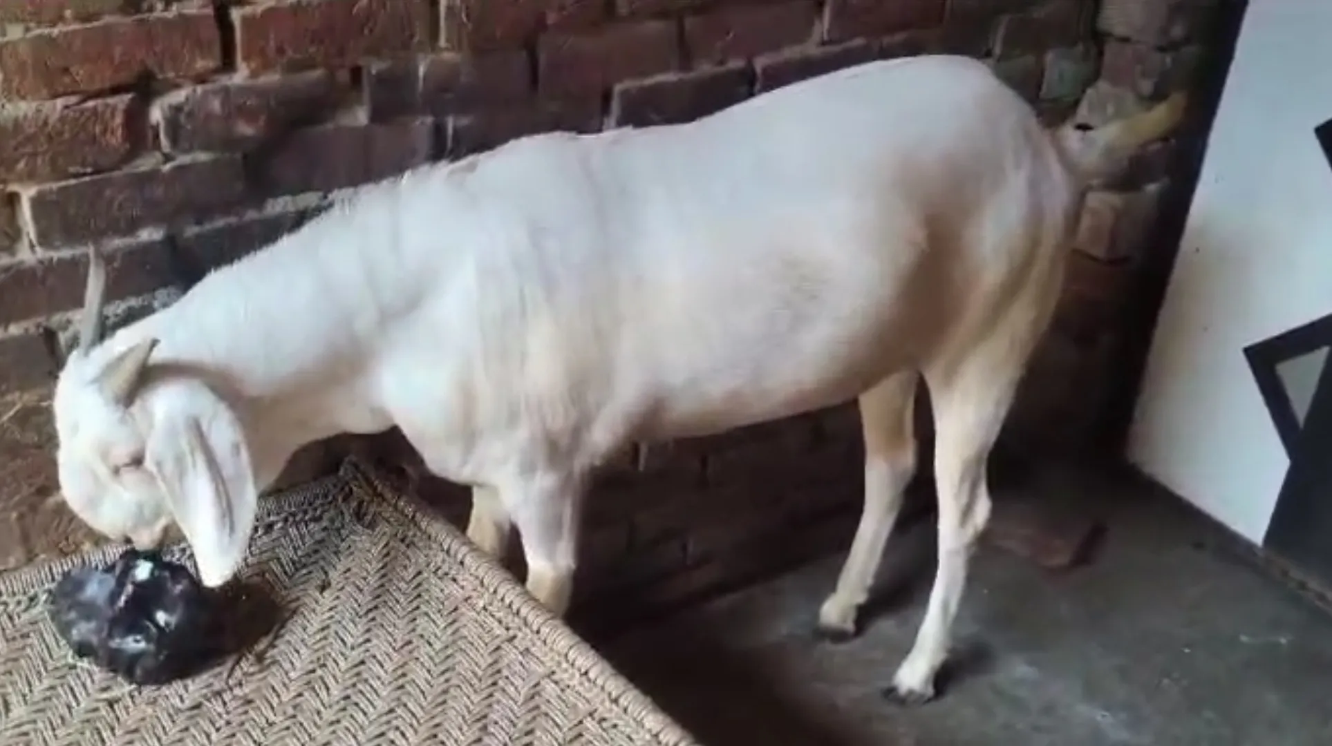 Golu bakre 🐐🐐5 bakre