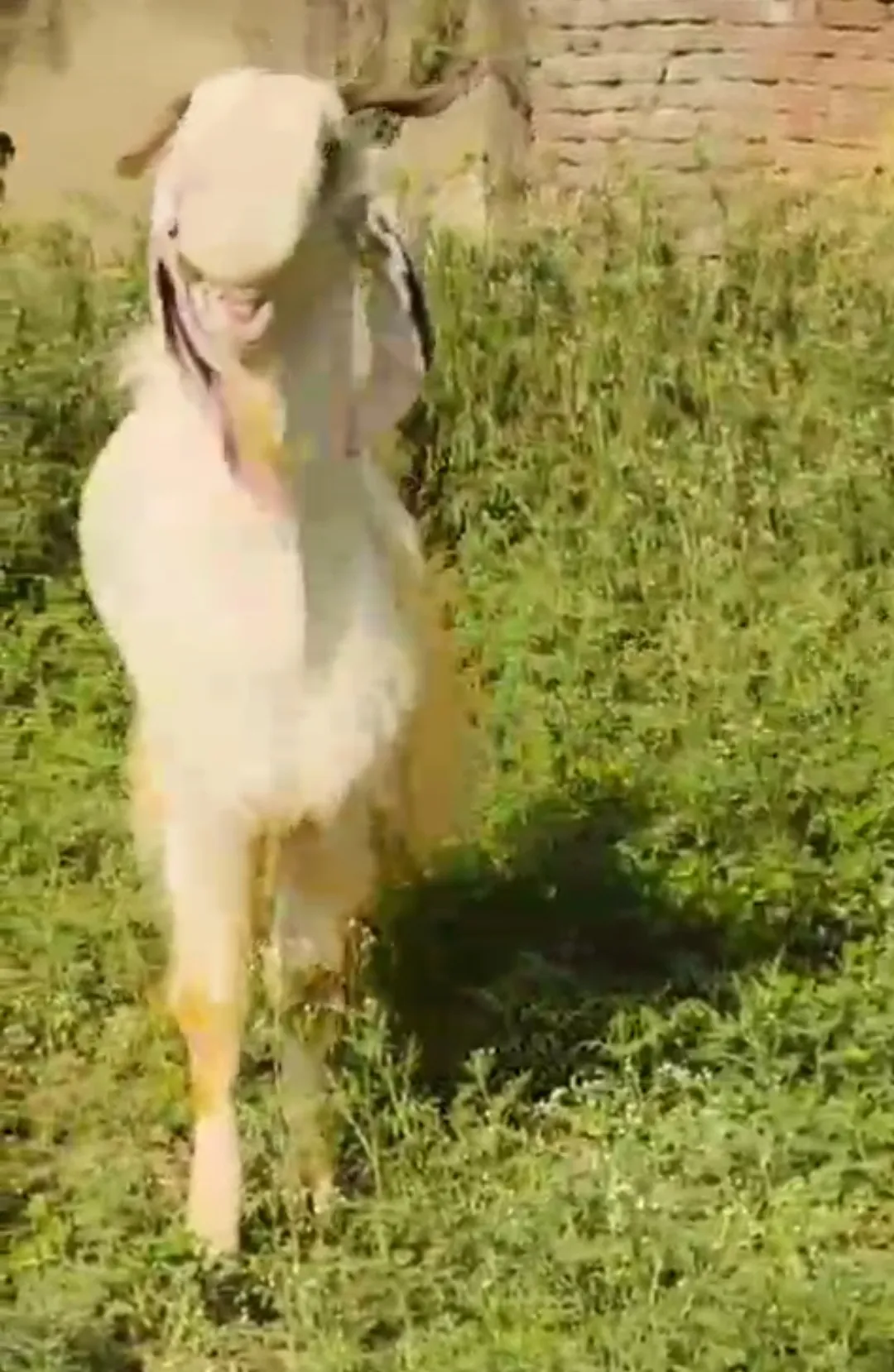 bakra image