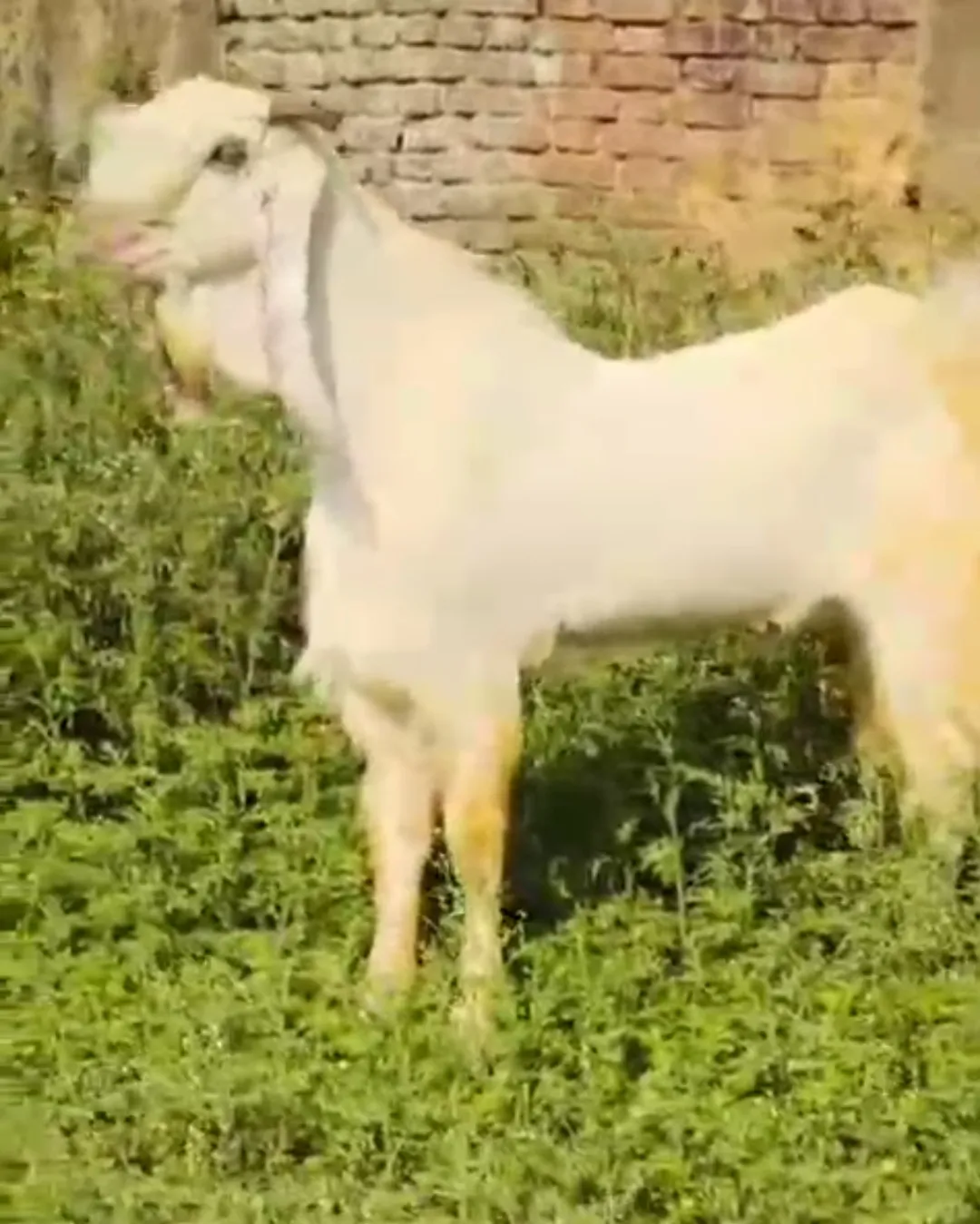 bakra image
