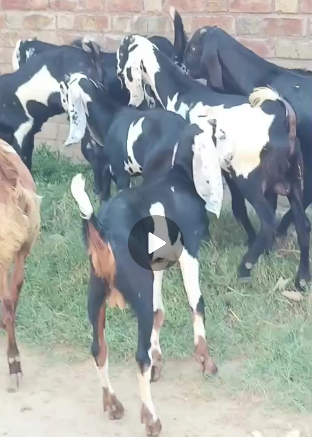 bakra image