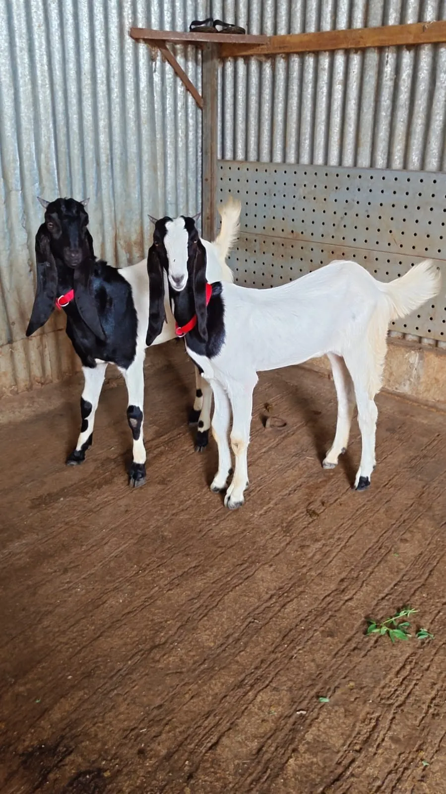 bakra image
