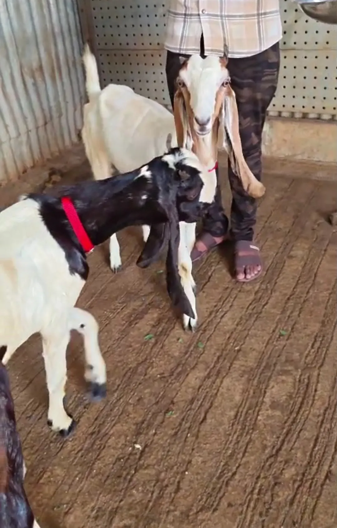 bakra image
