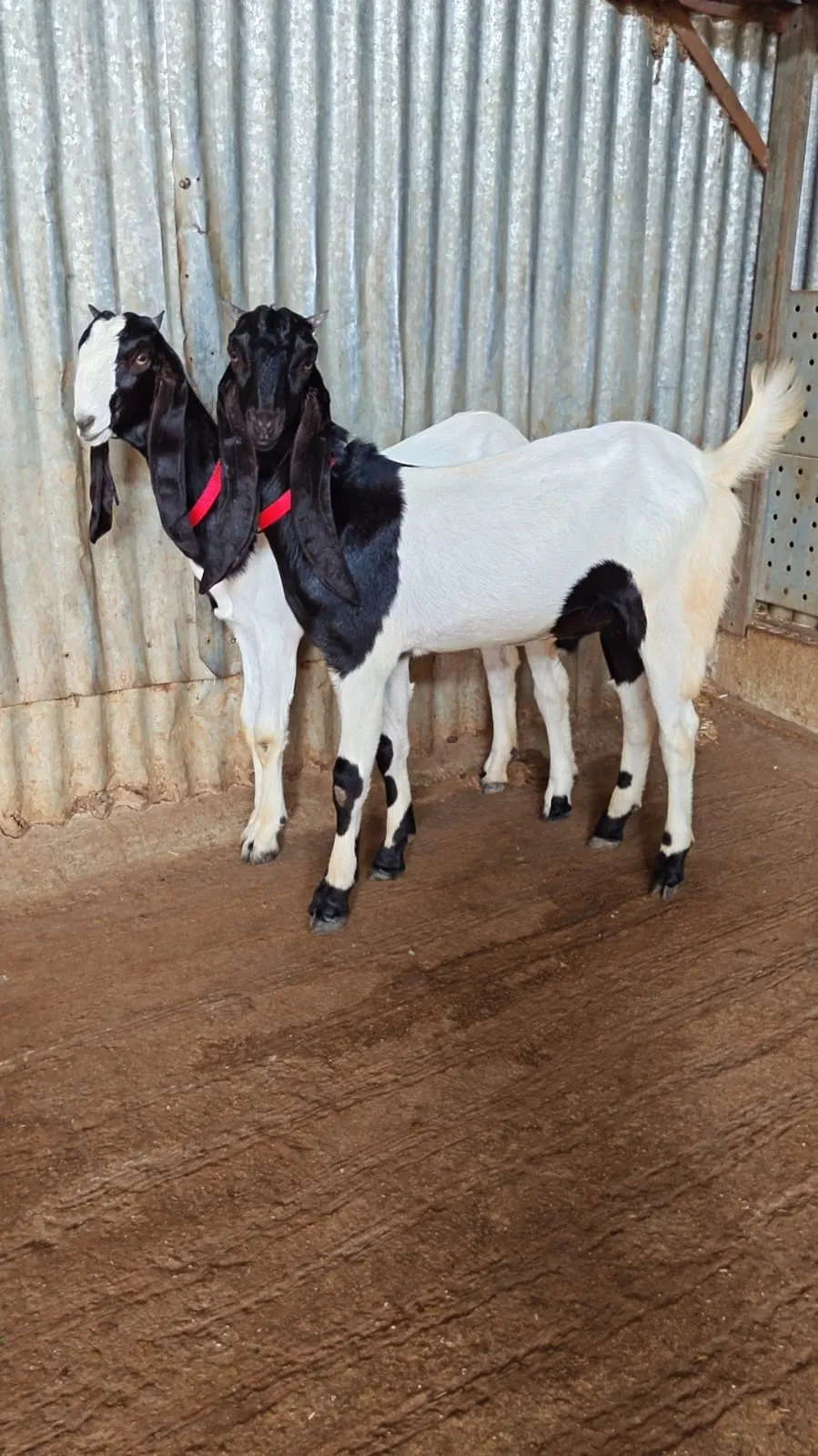 bakra image