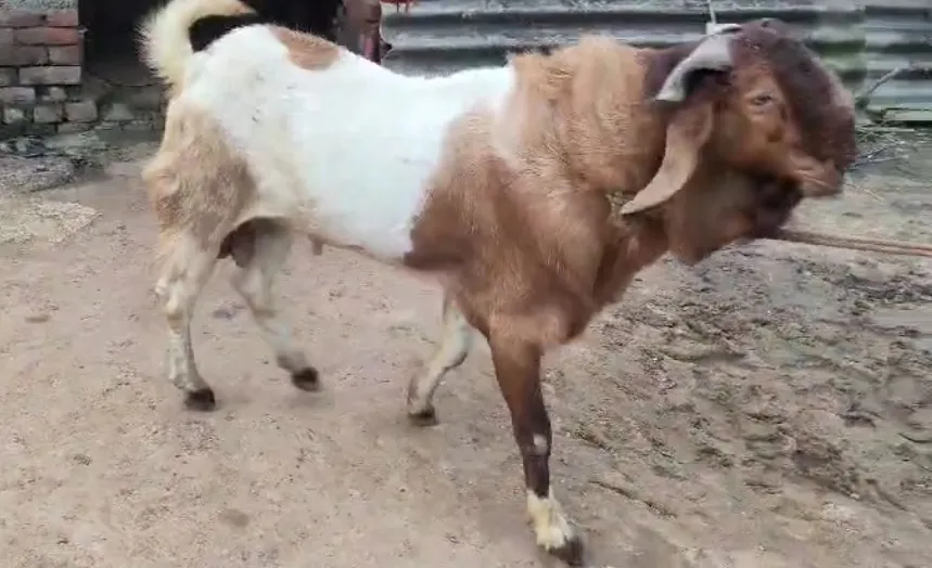 bakra image