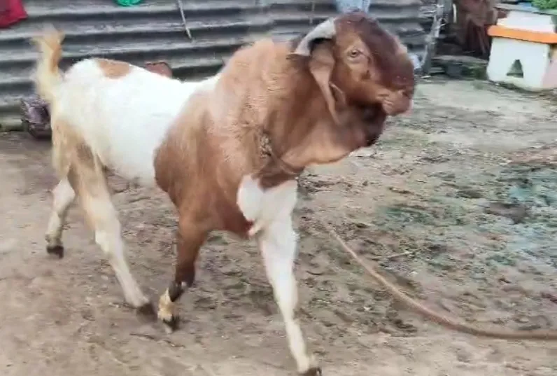 bakra image
