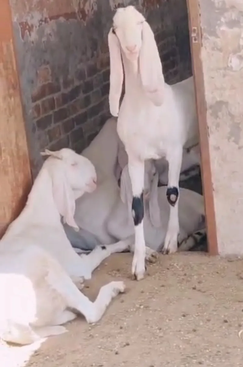 bakra image