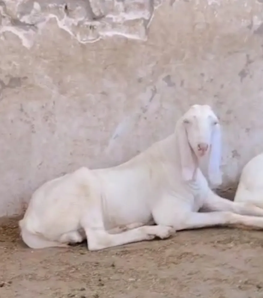 bakra image