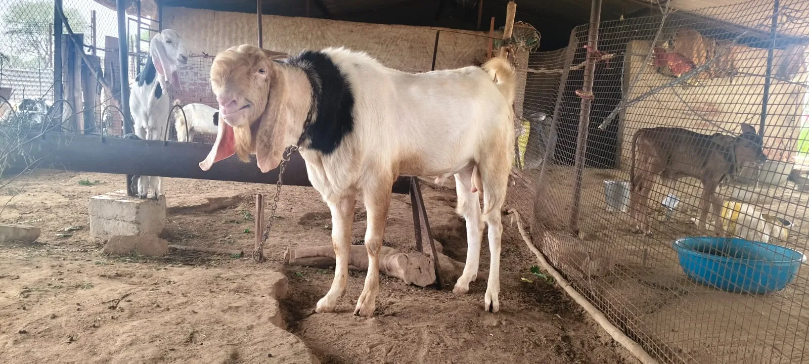 bakra image