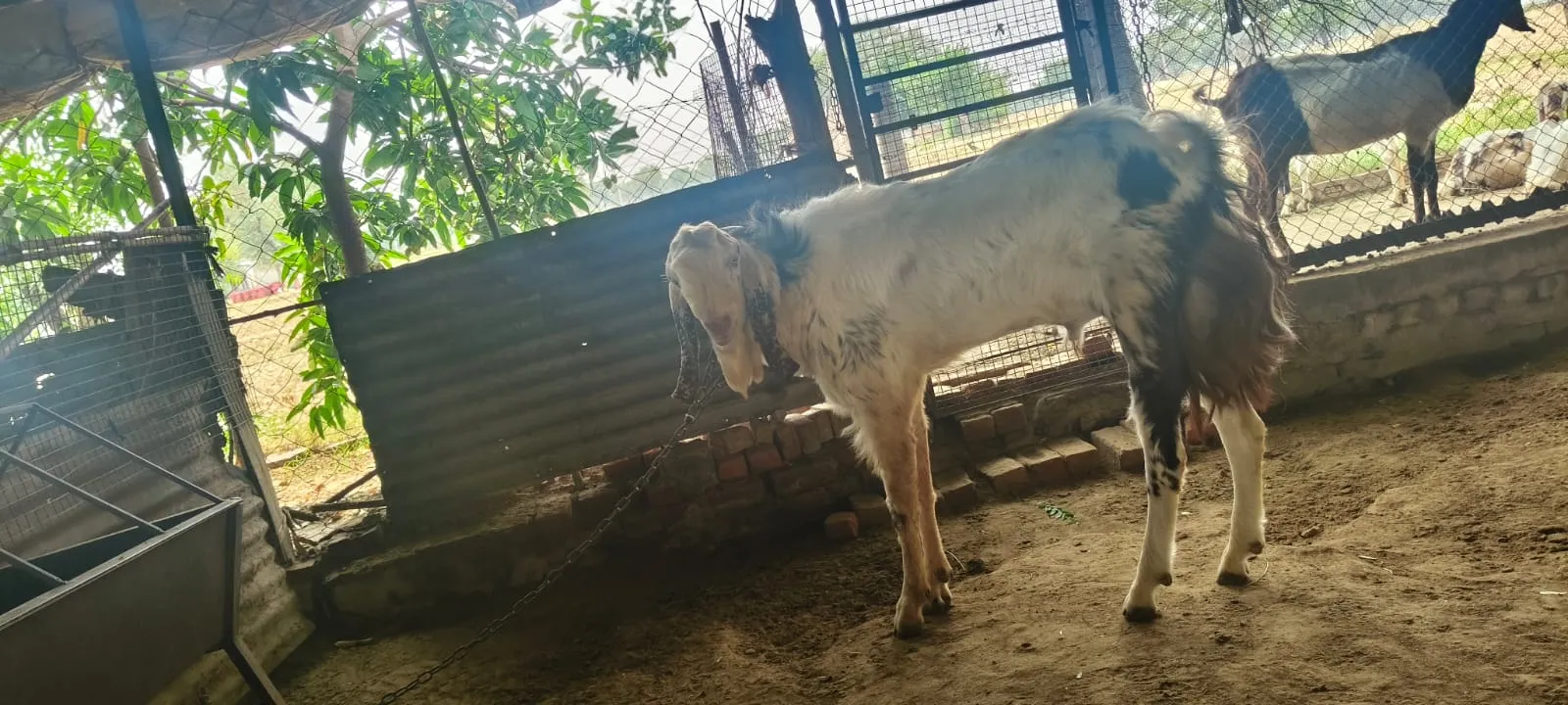 bakra image