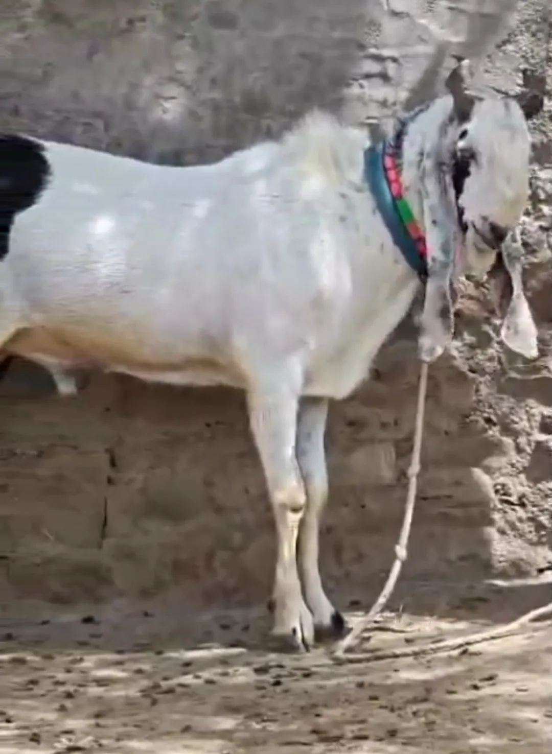 bakra image