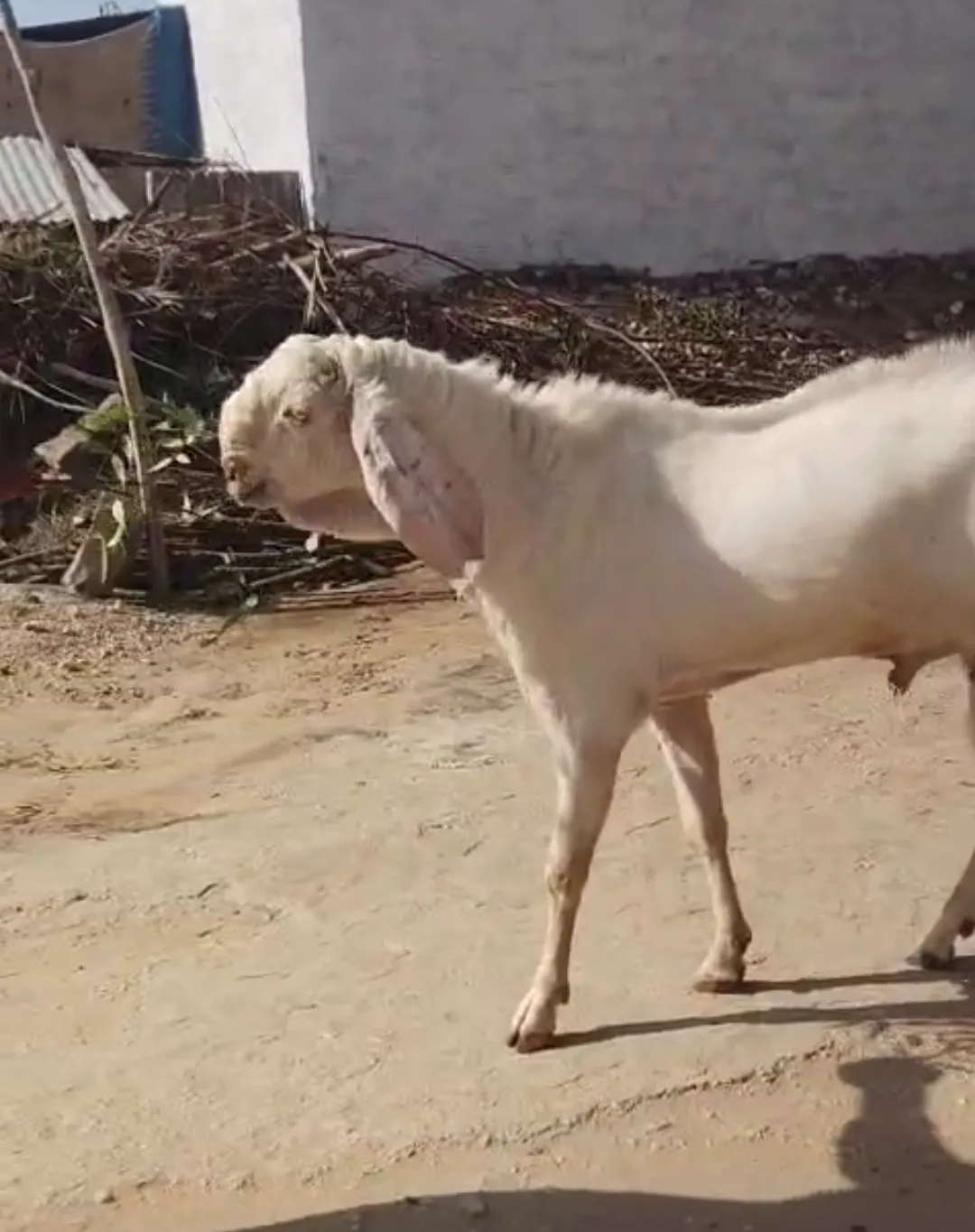 bakra image
