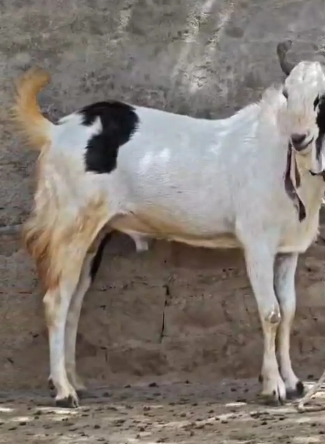 bakra image