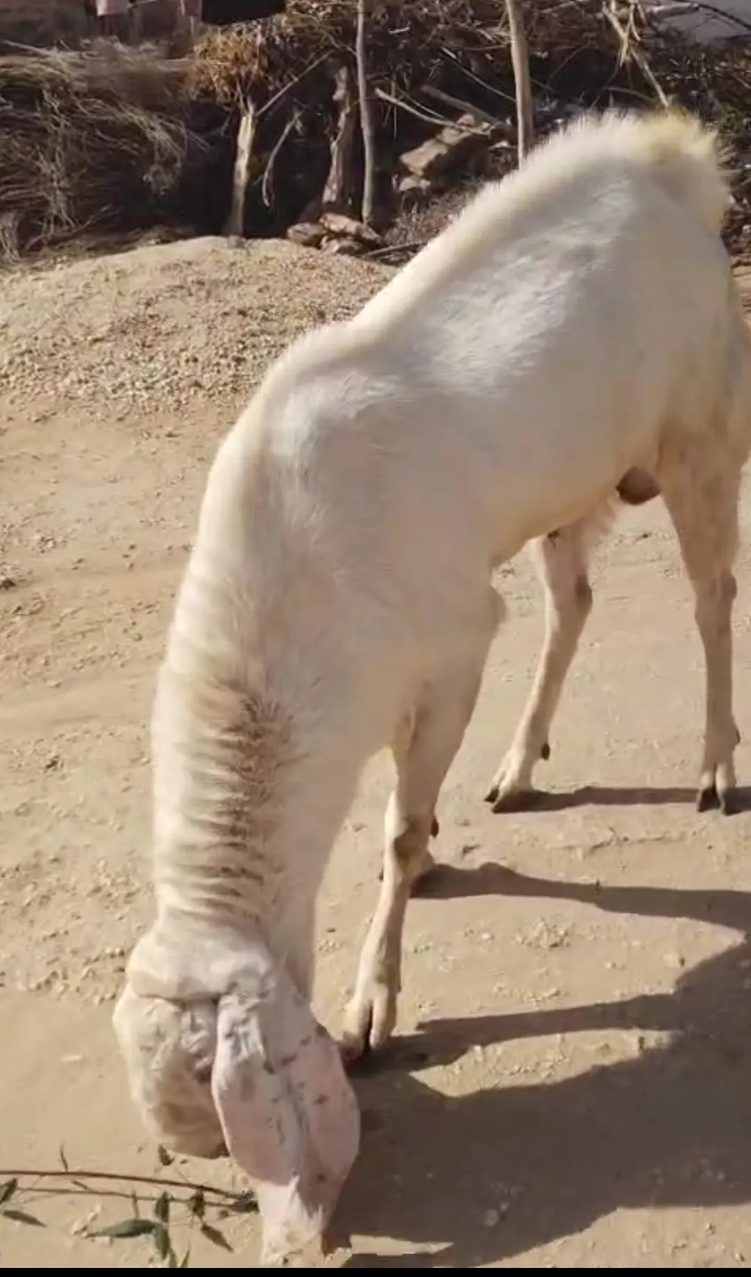 bakra image
