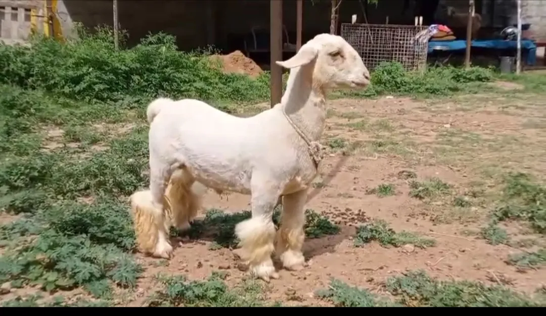 bakra image