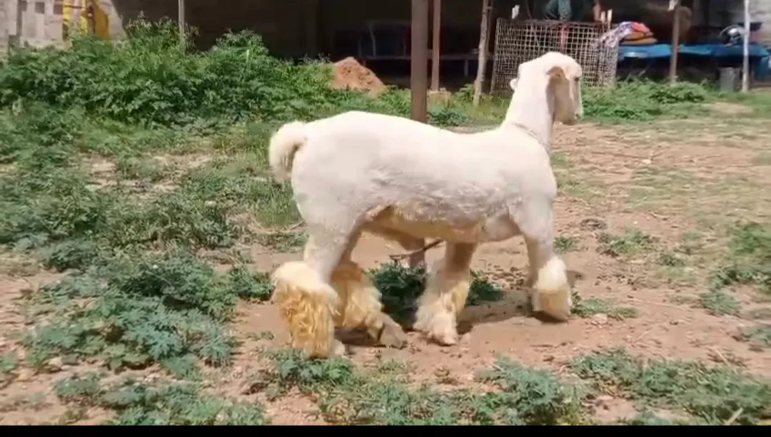 bakra image