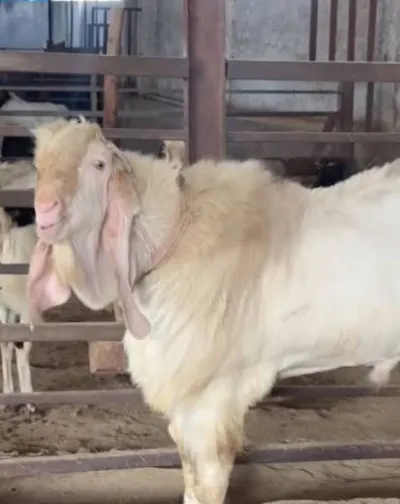 Bhartipur farm