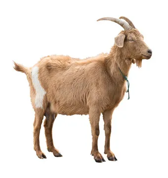 bakra image
