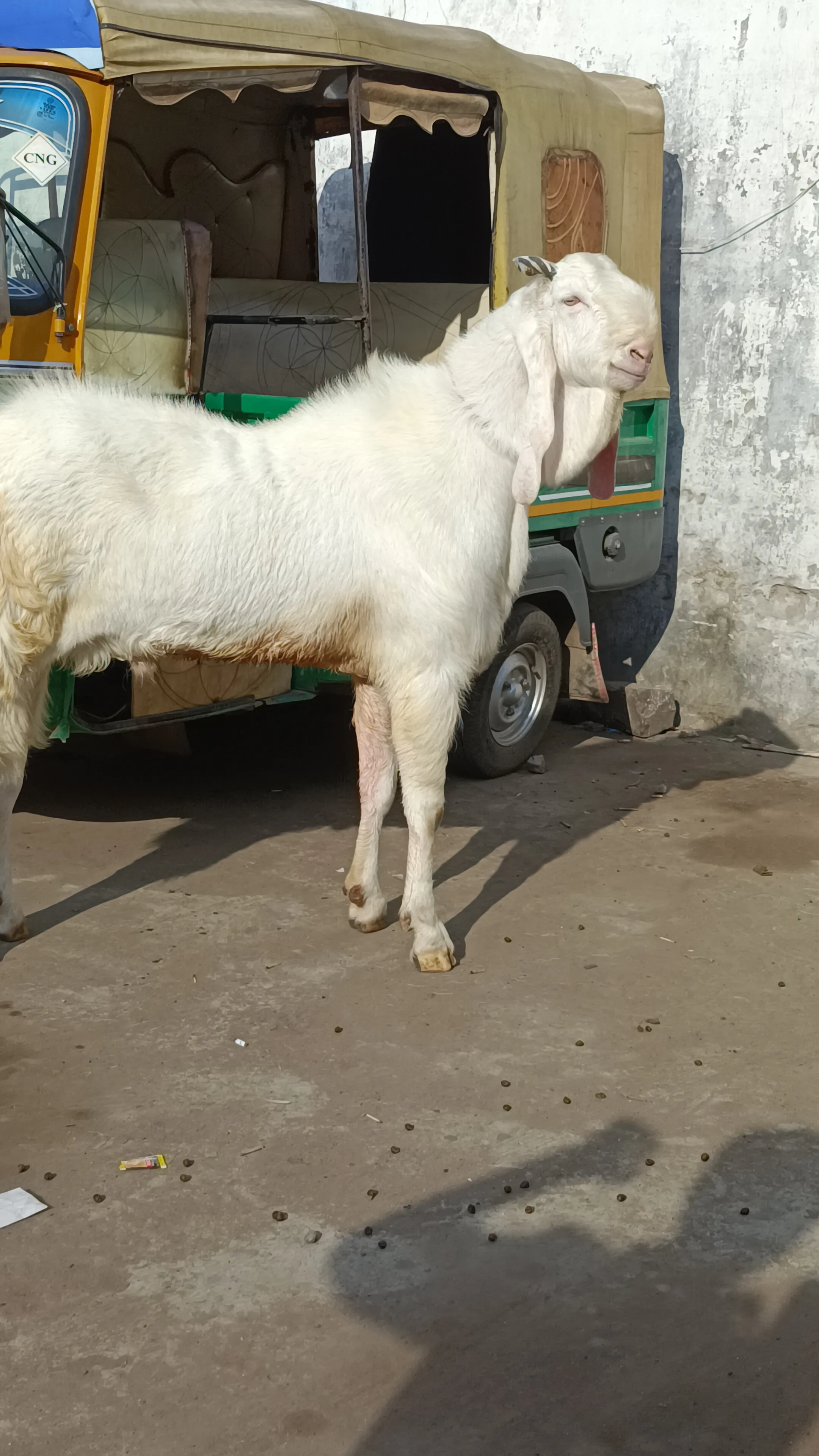 Kota Gulabi biggest goat