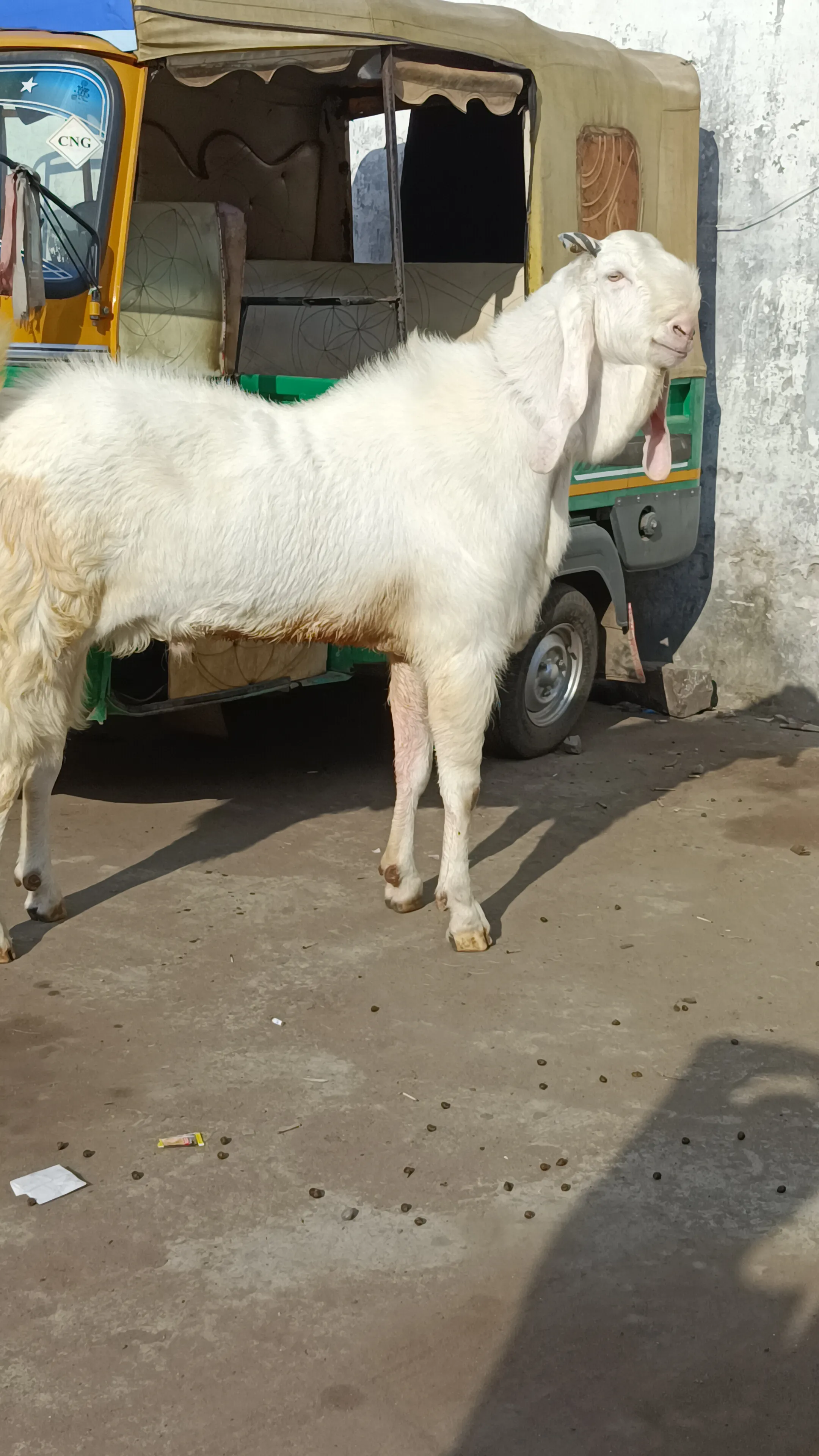 bakra image