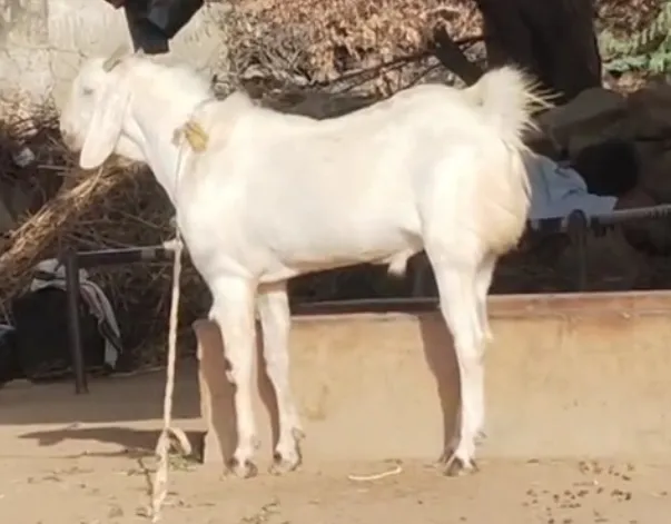 bakra image