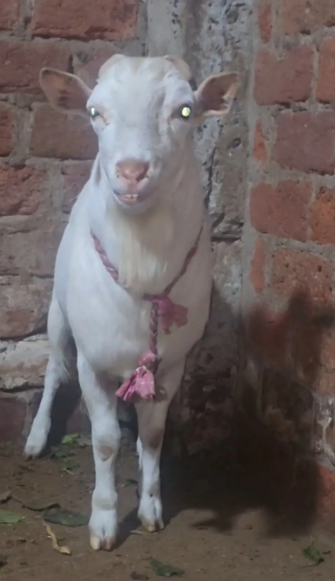 bakra image