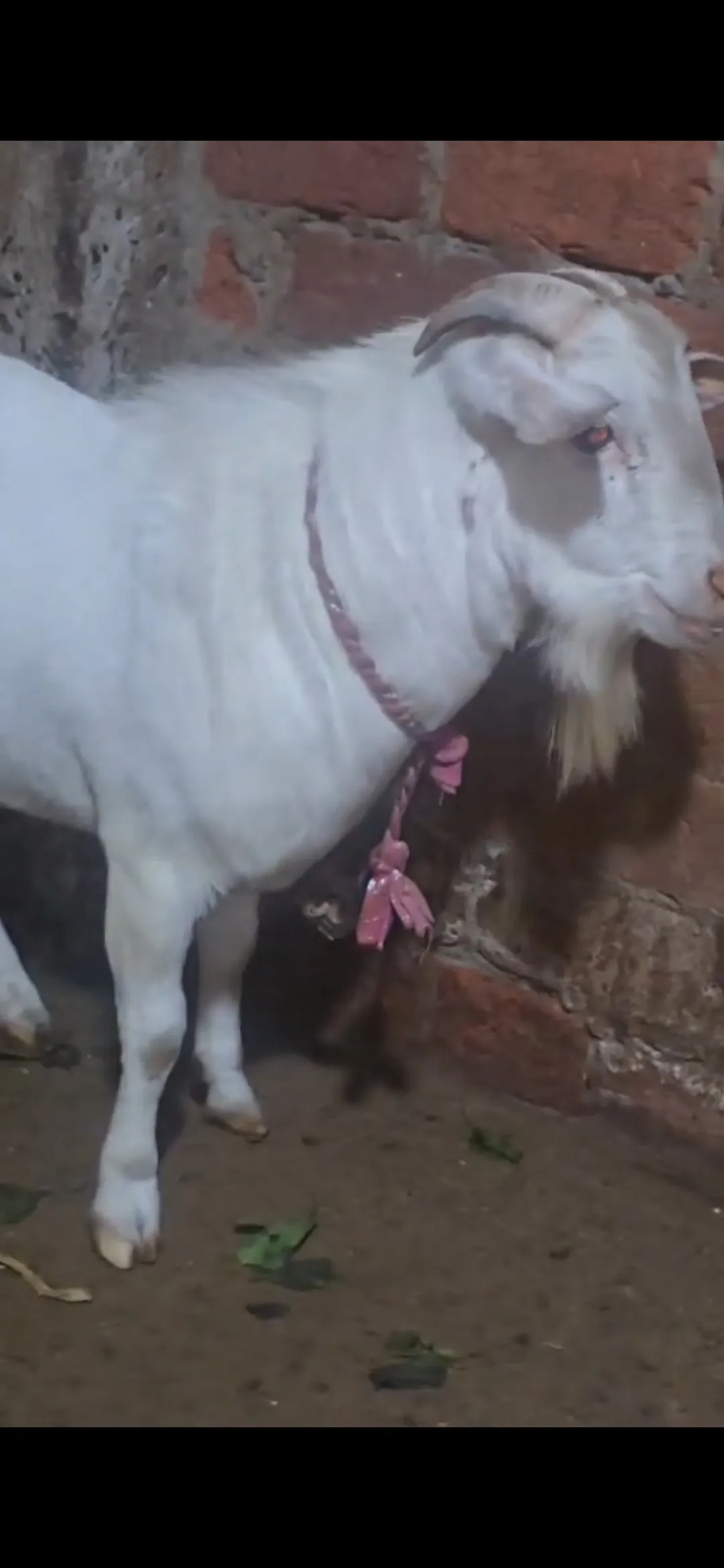 bakra image