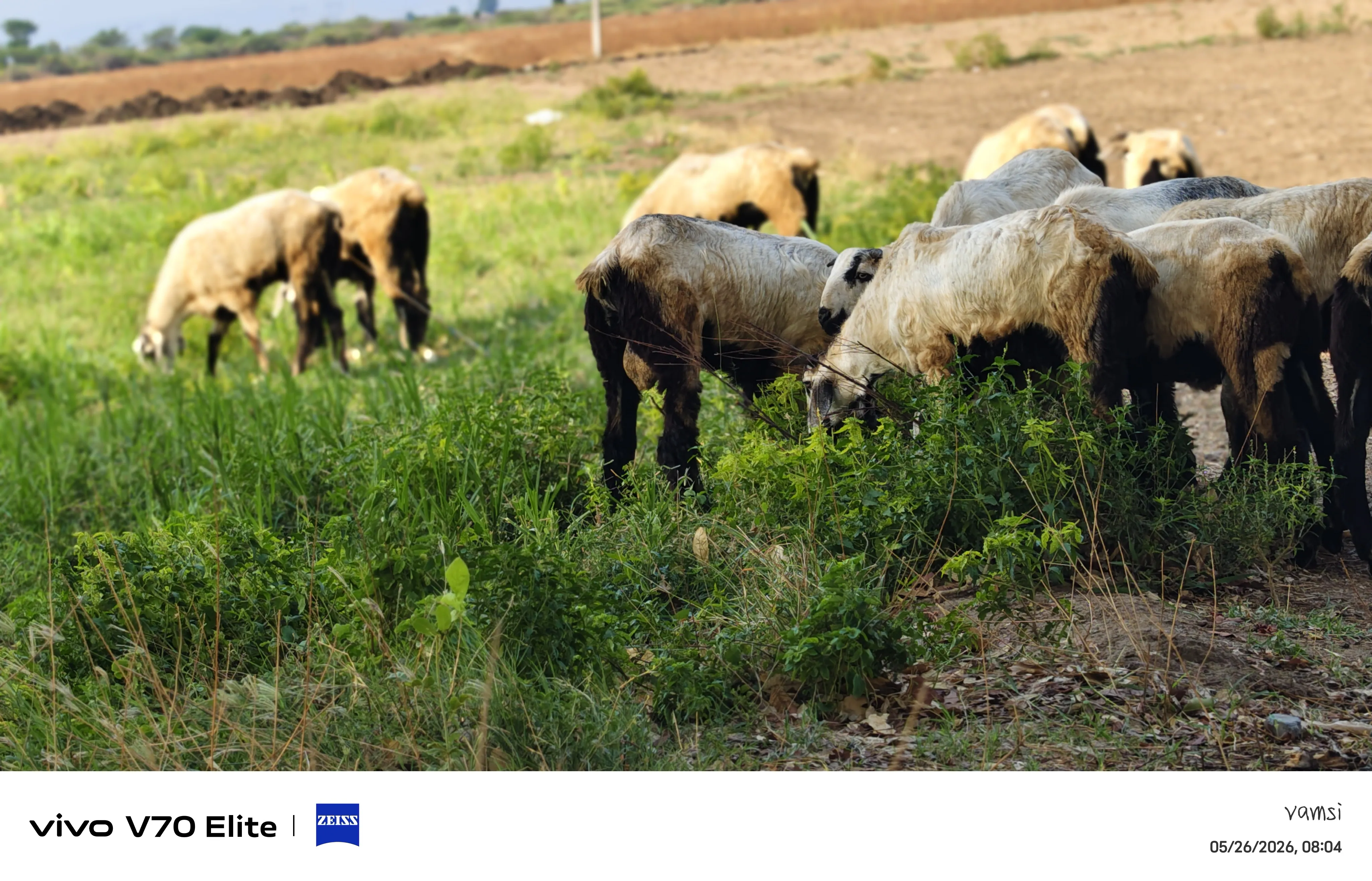 bakra image