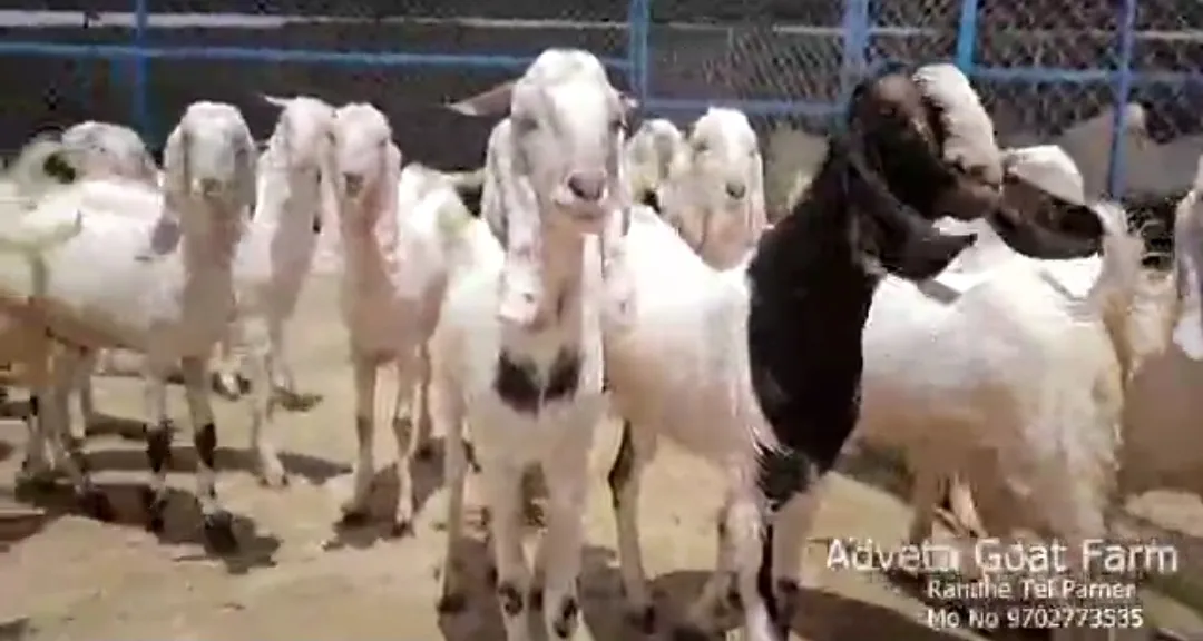 bakra image