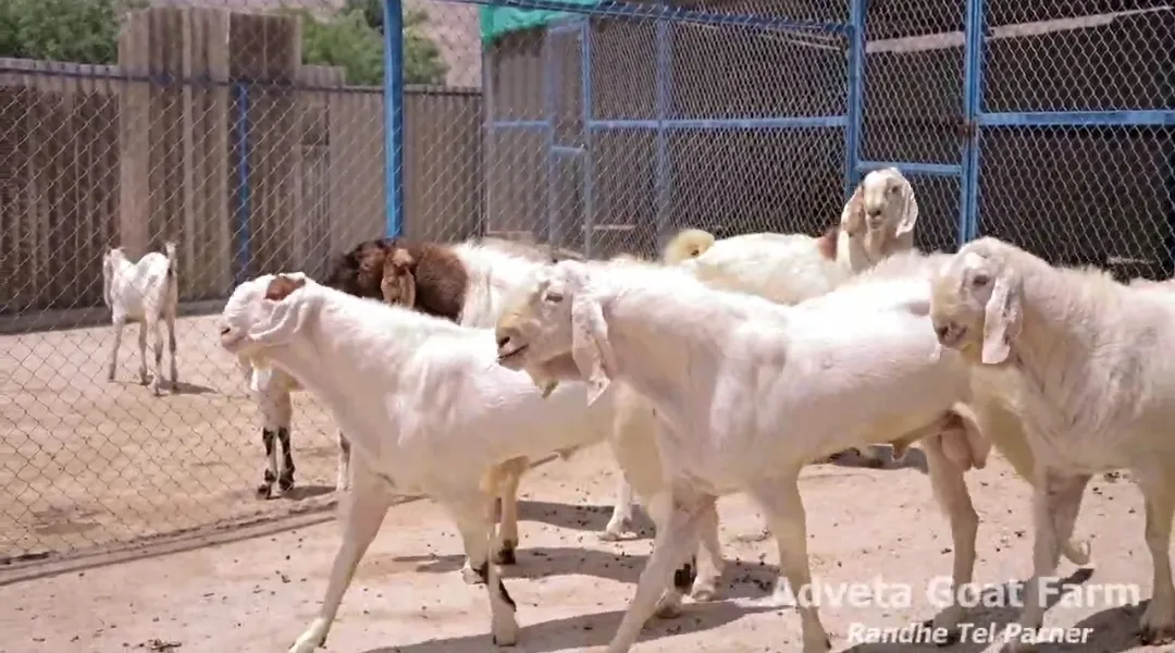 bakra image