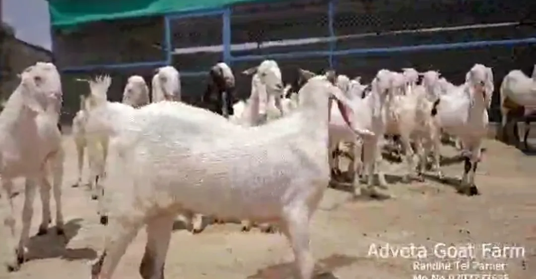 bakra image