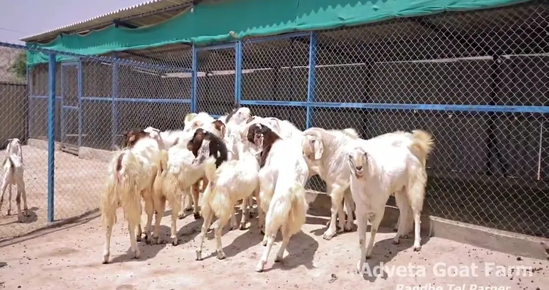 bakra image
