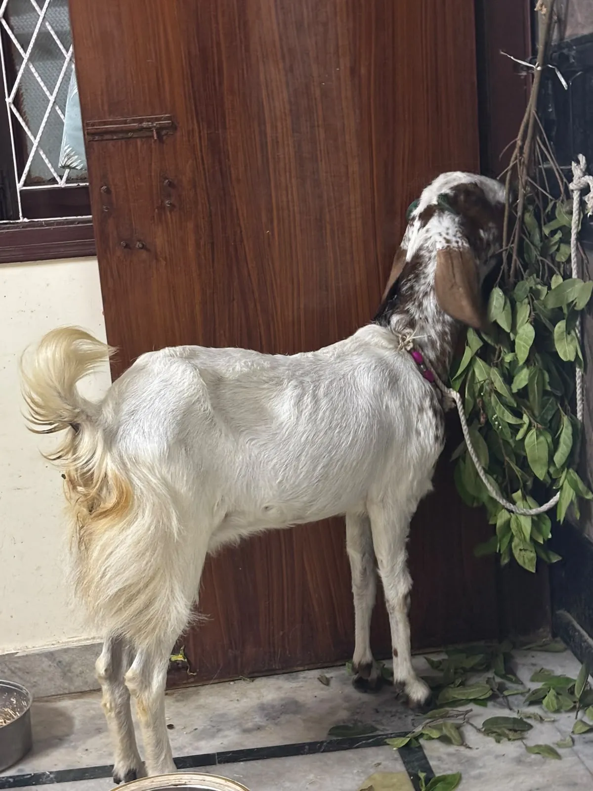 bakra image