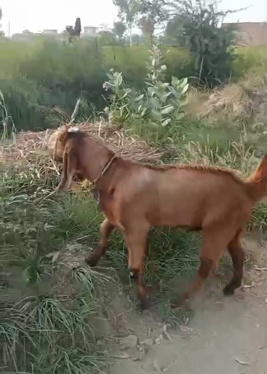 bakra image
