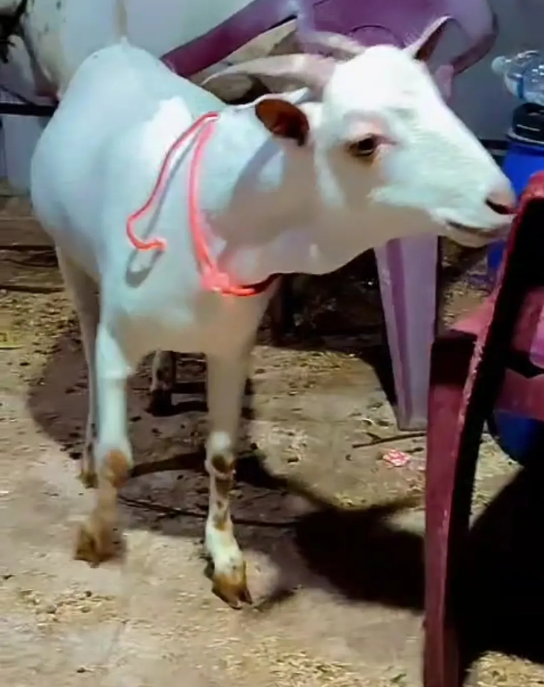 bakra image