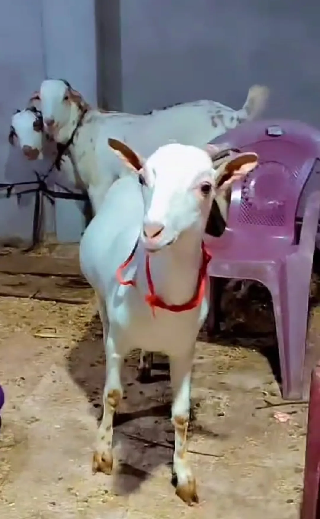 bakra image